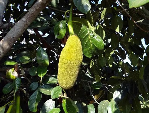 Ekstrak daun nangka mempunyai banyak manfaat (Dok.Poxabay.com)