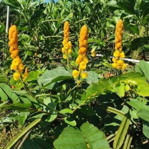 Daun Gelinggang (Foto: Kementerian Pertanian)