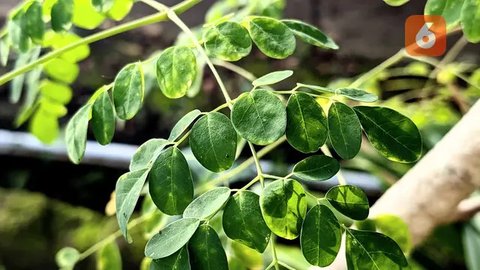 Dunia Tak Selebar Daun Kelor, Dokter Zaidul Akbar: Tapi Manfaatnya MashaAllah. Foto: Liputan6.com/Ade Nasihudin.