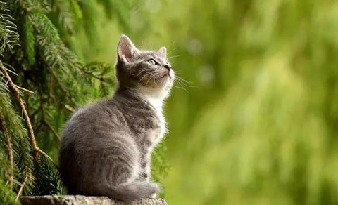 Ilustrasi Kucing Credit: pexels.com/Merryman
