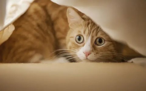 Ilustrasi Kucing Credit: pexels.com/Merryman