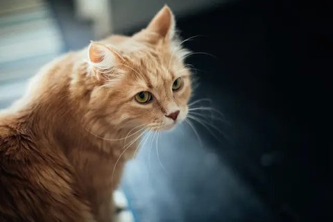 Ilustrasi Kucing Credit: pexels.com/Merryman