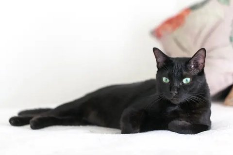 Ilustrasi Kucing Credit: pexels.com/Merryman