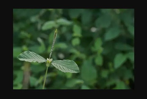 Daun Pelecut Kuda