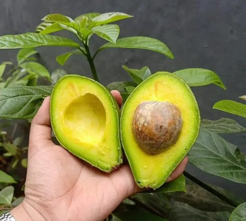 Mengetahui perbedaan kualitas sayuran. (Foto: Freepik/pvproductions)
