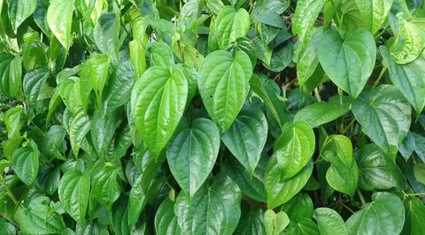 Hilangkan leher hitam dengan lemon dan madu. (via: inetarticle.com)