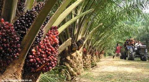 Ilustrasi CPO 4 (Liputan6.com/M.Iqbal)