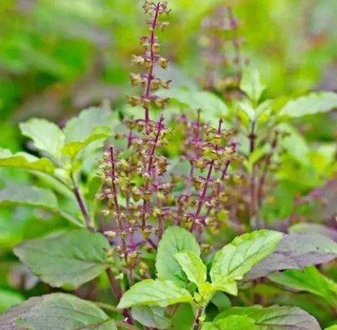 Daun Tulsi atau Kemangi Suci (Foto: Shopee)