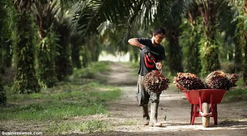 Ilustrasi CPO 1 (Liputan6.com/M.Iqbal)