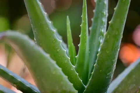 Nutrisi aloe vera untuk alis sehat. Credit: Unsplash/pisauikan