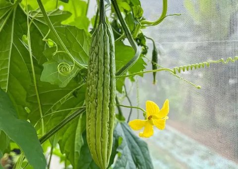 Ilustrasi pare. (Image by jcomp on Freepik)