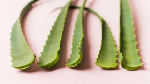 Ilustrasi Teh Hijau Credit: pexels.com/Tran