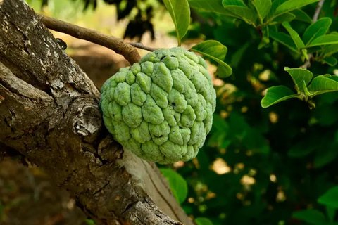 ilustrasi buah srikaya/Image by An Nhien from Pixabay