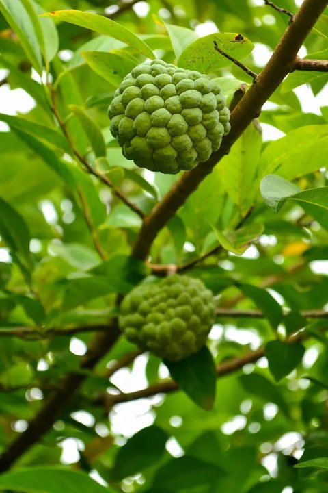 ilustrasi buah srikaya/Image by An Nhien from Pixabay