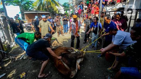 Sejumlah petugas menyiapkan sapi kurban yang akan disembelih. (merdeka.com/Arie Basuki)