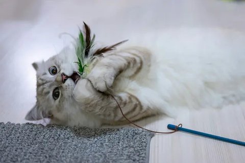 Potret lucu geng kucing lagi kepo tetangga, kompak melongok ke pintu dan jendela. (sumber: Reddit/kara77 via Bored Panda)