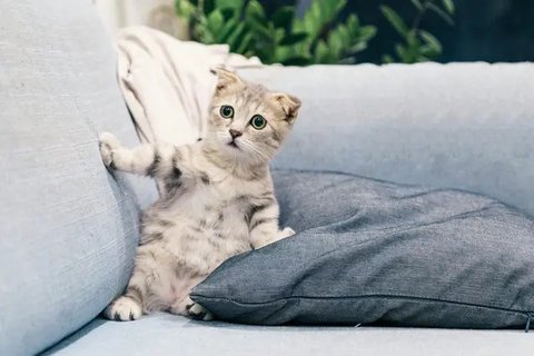 7 Potret Kucing dengan Pose Super Gemas, Bikin Senyum Sendiri