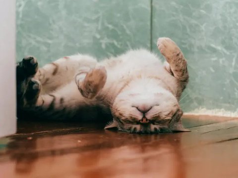 7 Potret Kucing dengan Pose Super Gemas, Bikin Senyum Sendiri