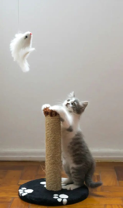 7 Potret Kucing dengan Pose Super Gemas, Bikin Senyum Sendiri