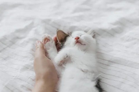 7 Potret Kucing dengan Pose Super Gemas, Bikin Senyum Sendiri