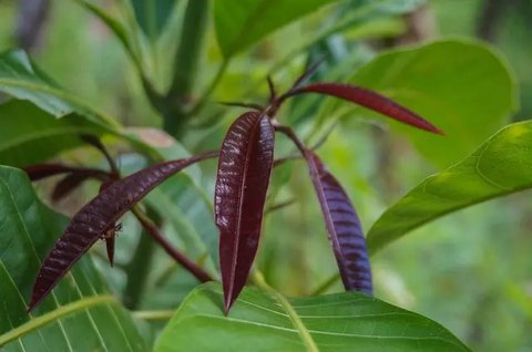 7 Manfaat Teh Daun Mangga, Rahasia Alami Kendalikan Gula Darah
