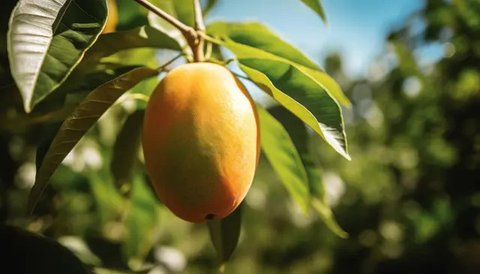 7 Manfaat Teh Daun Mangga, Rahasia Alami Kendalikan Gula Darah
