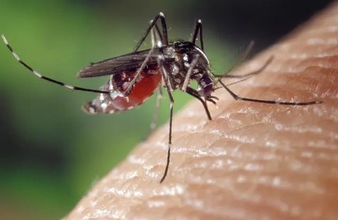 Demam berdarah dengue disebabkan oleh gigitan nyamuk Aedes aegypti. (Foto: Pexels/Pixabay)