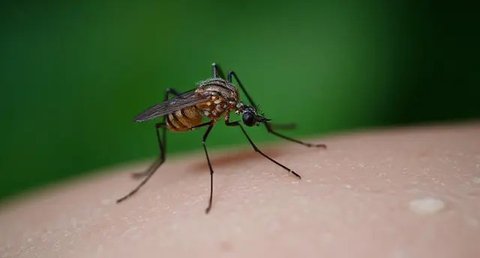 Demam berdarah dengue disebabkan oleh gigitan nyamuk Aedes aegypti. (Foto: Pexels/Pixabay)