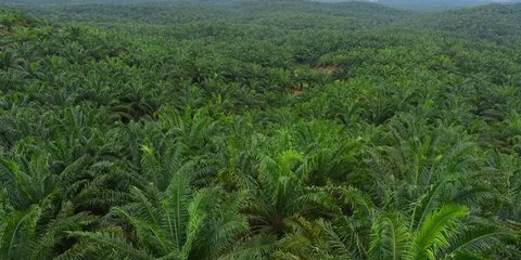 Derita Petani Tembakau Akibat Kenaikan Harga Rokok