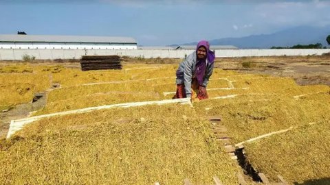 Derita Petani Tembakau Akibat Kenaikan Harga Rokok