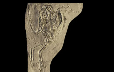 Manekin dari Homo erectus dalam pameran berjudul "Prehistoric Heritage" yang digelar di Museum Nasional, 24 Oktober 2017. (Liputan6.com/Afra Augesti)