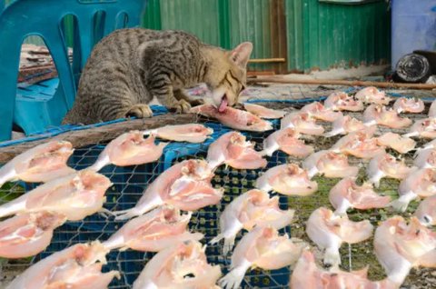 Potret Kucing Mukbang Ini Menggemaskan, Engga Takut Kelaparan (Sumber: Twitter/txtdarigajelas)