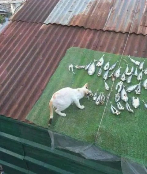 Potret Kucing Mukbang Ini Menggemaskan, Engga Takut Kelaparan (Sumber: Twitter/txtdarigajelas)