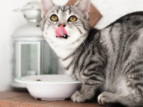 Potret Kucing Mukbang Ini Menggemaskan, Engga Takut Kelaparan (Sumber: Twitter/txtdarigajelas)