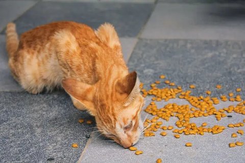 Potret Kucing Mukbang Ini Menggemaskan, Engga Takut Kelaparan (Sumber: Twitter/txtdarigajelas)