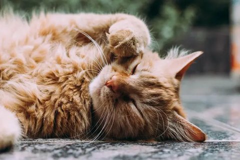 Potret Kucing Mukbang Ini Menggemaskan, Engga Takut Kelaparan (Sumber: Twitter/txtdarigajelas)