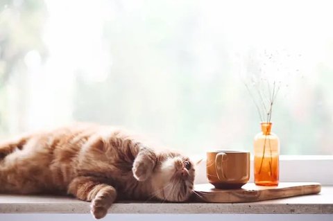 Potret Kucing Mukbang Ini Menggemaskan, Engga Takut Kelaparan (Sumber: Twitter/txtdarigajelas)