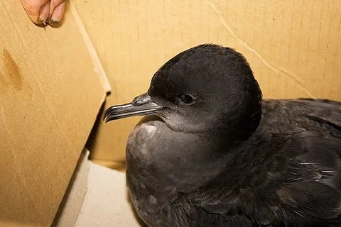Puffinus tenuirostris (Wikimedia Commons)