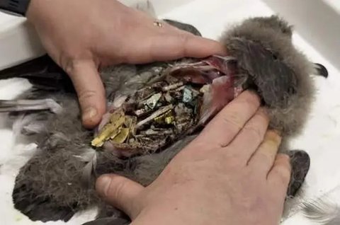 Puffinus tenuirostris (Wikimedia Commons)