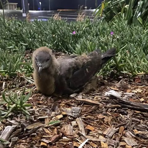 Puffinus tenuirostris (Wikimedia Commons)