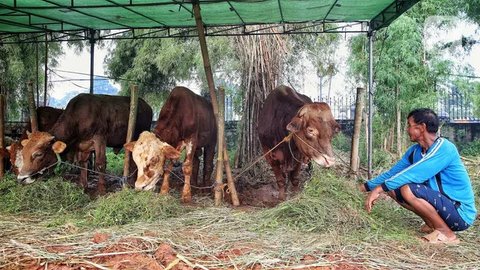 Jelang perayaan Idul Adha 1446 Hijriah atau Hari Raya Kurban 2025, penjualan hewan kurban mulai ramai di beberapa wilayah Jakarta. (Liputan6.com/Angga Yuniar)