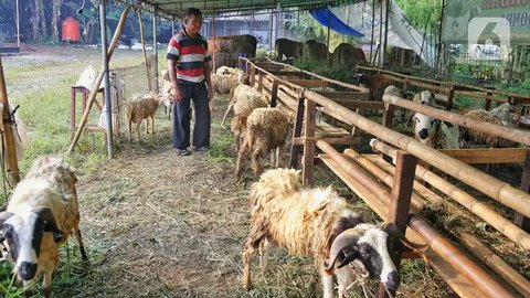 Para pedagang biasanya menawarkan hewan kurban berupa sapi, kambing maupun domba yang dibawa dari berbagai wilayah di luar Jakarta. (Liputan6.com/Angga Yuniar)