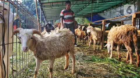 Di Jakarta, harga hewan kurban untuk Idul Adha 2025 cukup beragam tergantung ukuran maupun beratnya. Untuk harga seekor kambing kurban dijual mulai dari Rp 2.600.000. (Liputan6.com/Angga Yuniar)