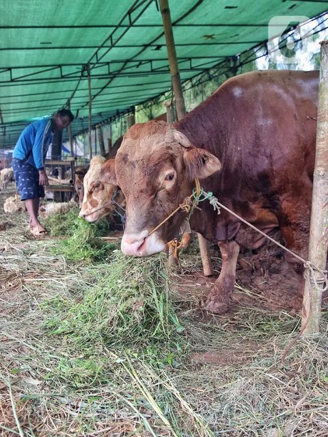 Sementara, harga seekor sapi dijual mulai dari Rp 15 juta per ekor. (Liputan6.com/Angga Yuniar)