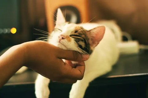 Misteri Warna Kucing Oren Terungkap (Sumber: Pexels)