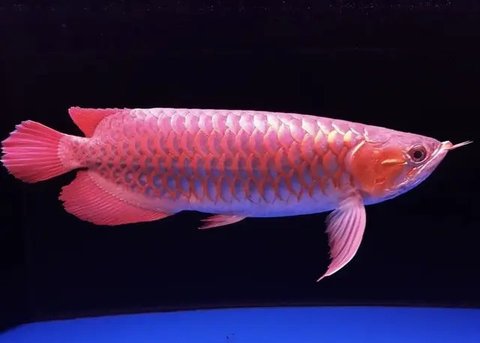 Ilustrasi dekorasis akuarium yang sederhana. (Foto: Unsplash/Karl muscat)