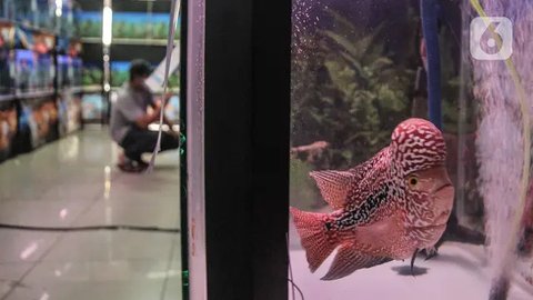 Ilustrasi dekorasis akuarium yang sederhana. (Foto: Unsplash/Karl muscat)