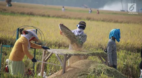 Petani menggiling saat musim panen padi di sawah Desa Bube Baru, Kecamatan Suwawa, Kabupaten Bone Bolango, Gorontalo (15/3). Mulai dari menyabit padi hingga sudah menjadi bulir gabah itu semu