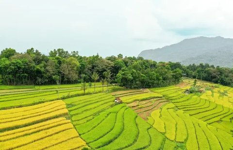 Petani menggiling saat musim panen padi di sawah Desa Bube Baru, Kecamatan Suwawa, Kabupaten Bone Bolango, Gorontalo (15/3). Mulai dari menyabit padi hingga sudah menjadi bulir gabah itu semu