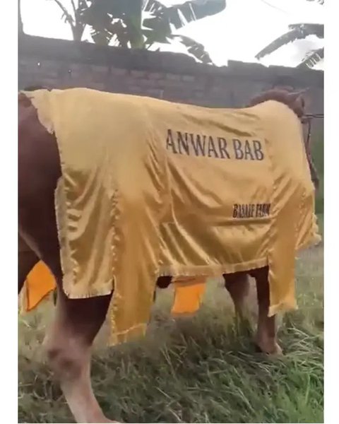 Artis Kurban Sapi di Idul Adha 2025. (sumber: Instagram/raffinagita1717)